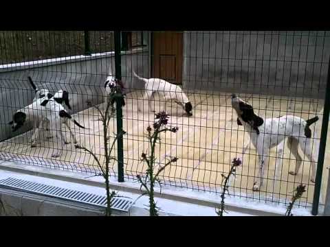 chenil chien 93