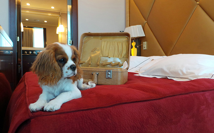chenil chien hotel