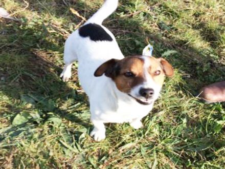 garde chien 01200