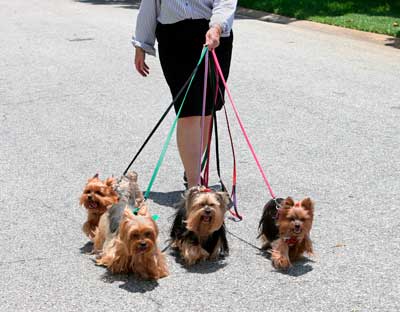 garde chien 01200