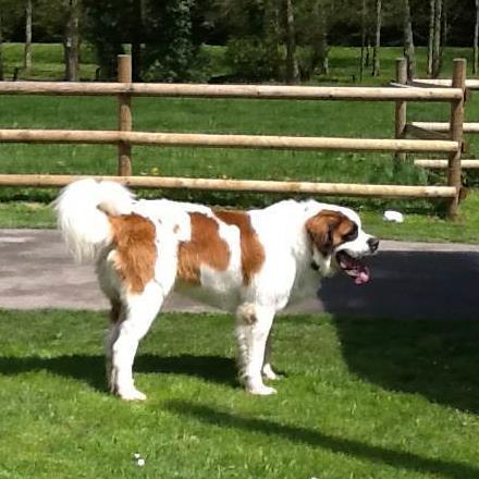 garde chien 01200
