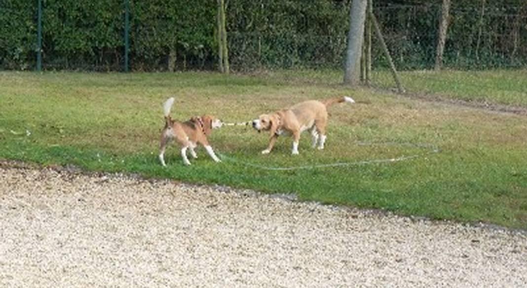 garde chien 44310