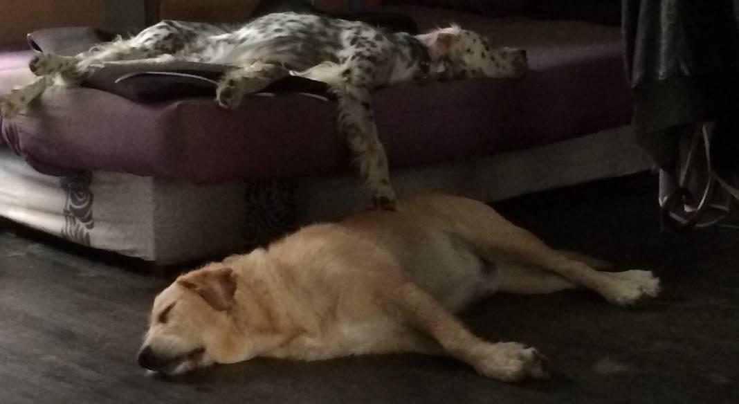 garde chien 44310