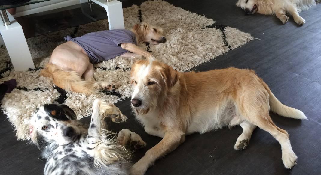 garde chien 44310