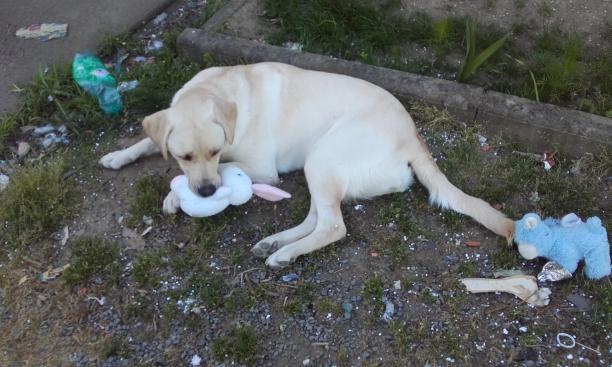 garde chien 44310