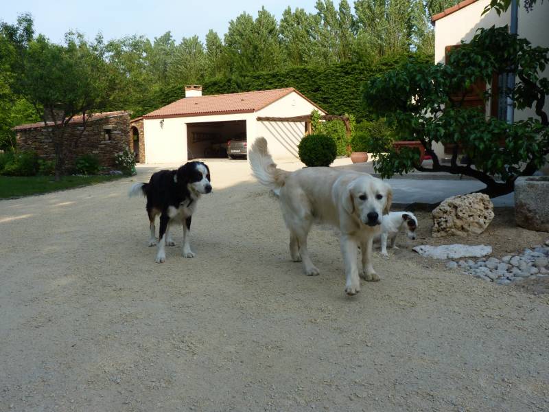 garde chien 44310