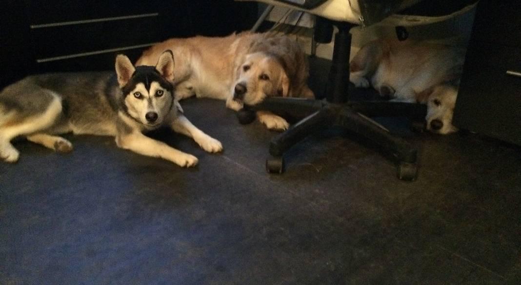 garde chien 44310