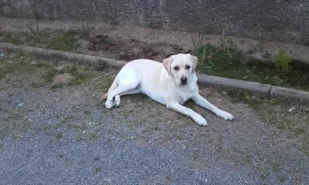 garde chien 44310