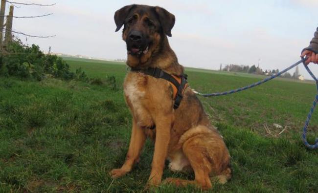 garde chien 45170
