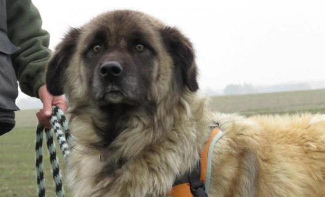 garde chien 45170