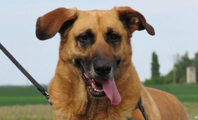 garde chien 45170