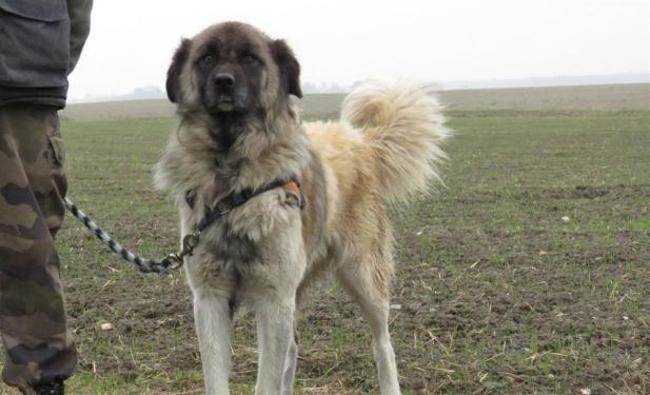 garde chien 45170