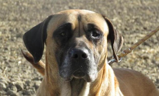 garde chien 45170