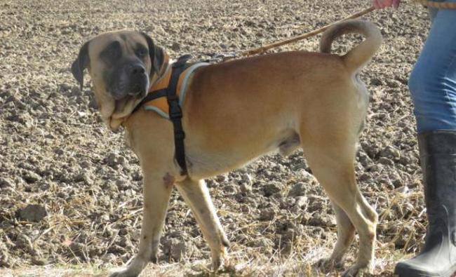 garde chien 45170