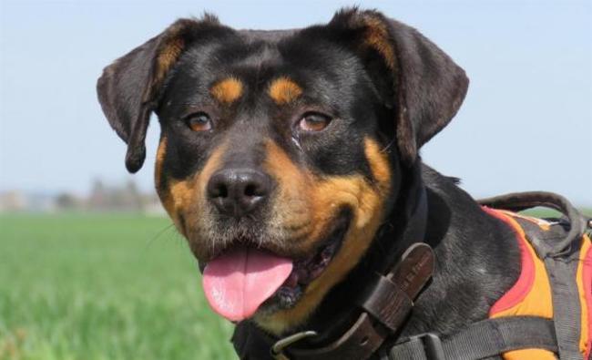 garde chien 45170