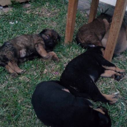 garde chien 45