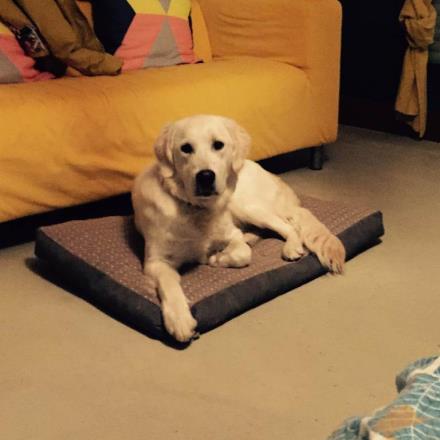 garde chien 45