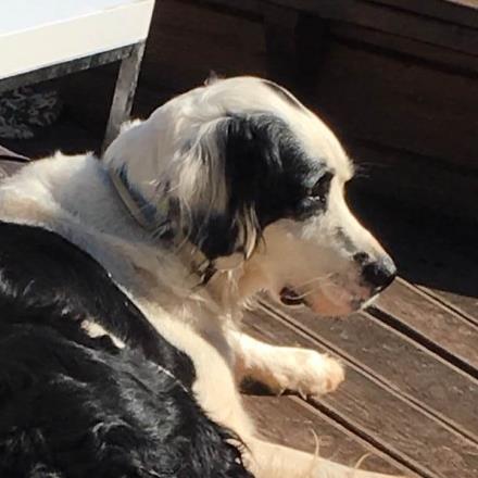 garde chien 45