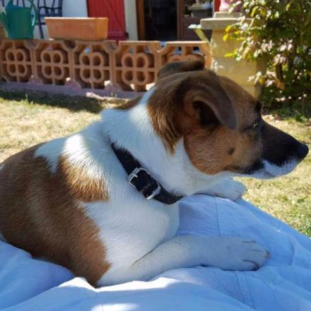 garde chien 45