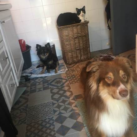 garde chien 45