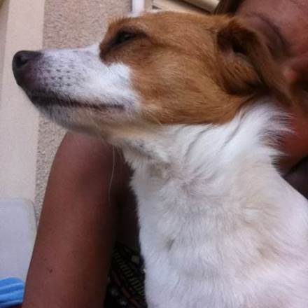 garde chien 45
