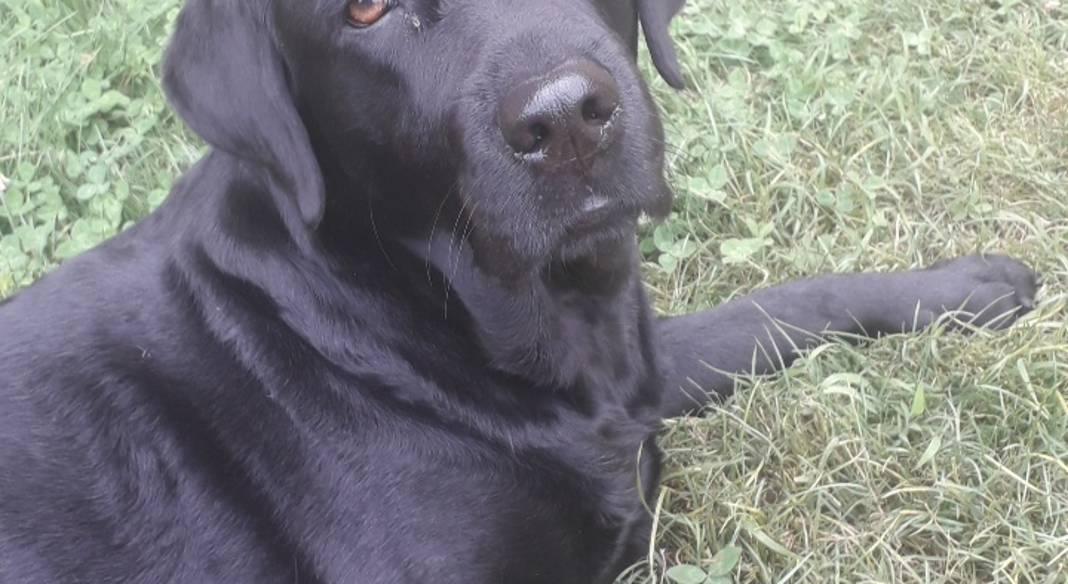 garde chien 64