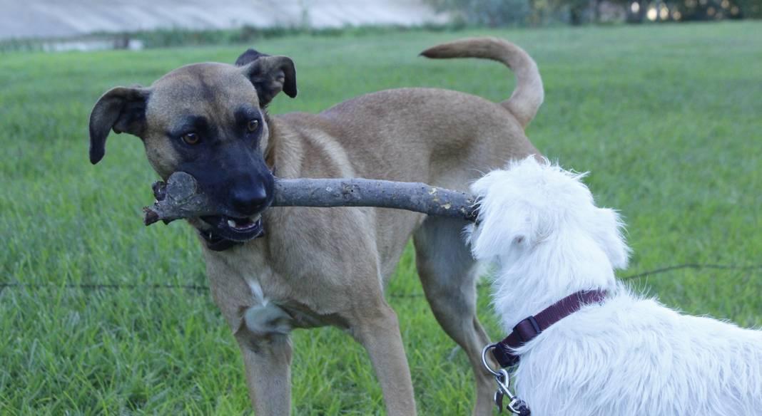 garde chien 64