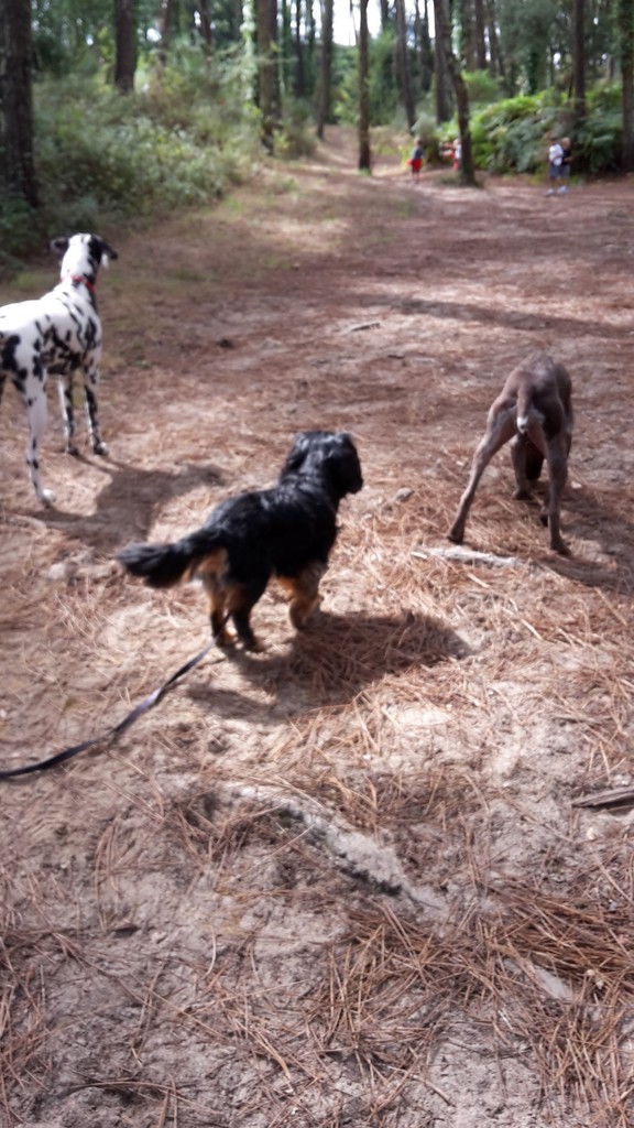 garde chien 64