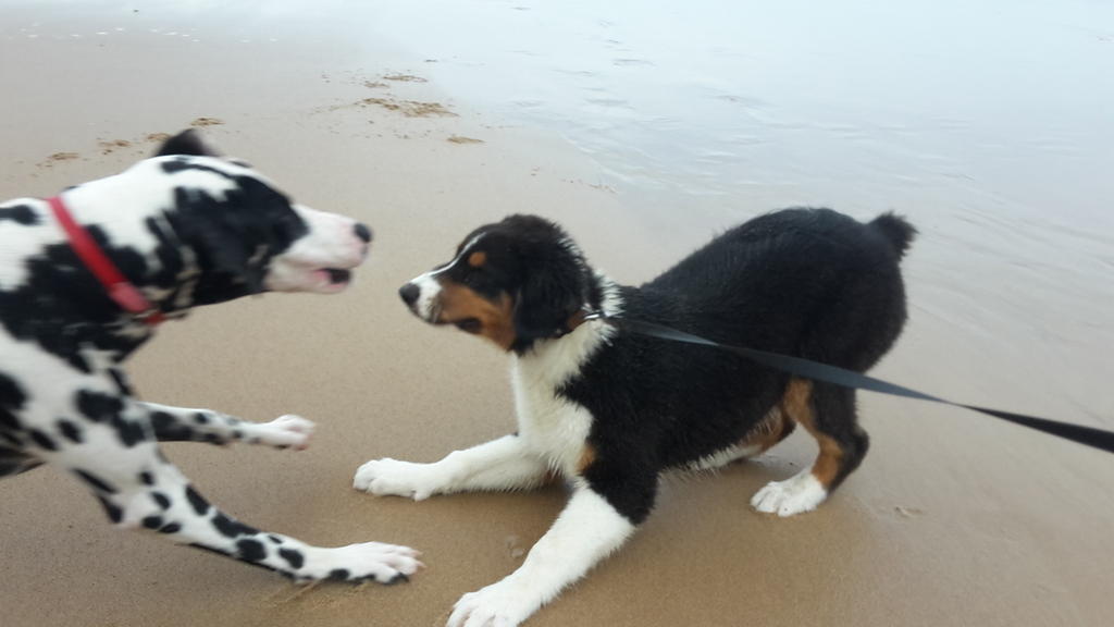 garde chien 64