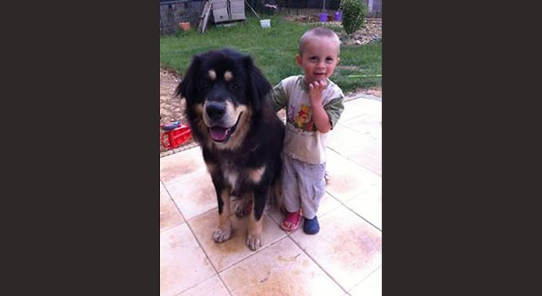 garde chien 89100