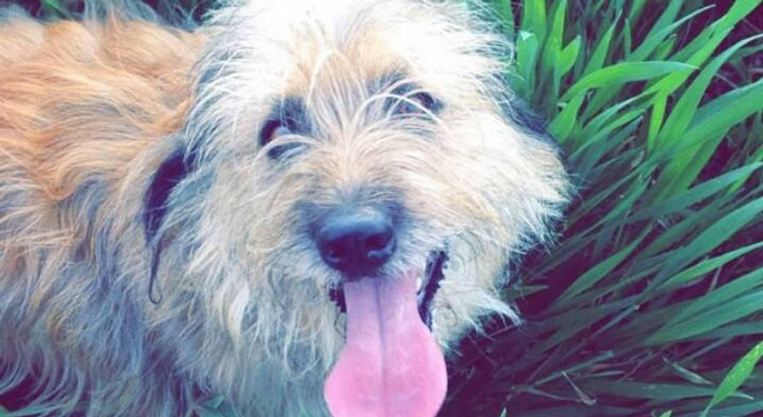 garde chien 89100