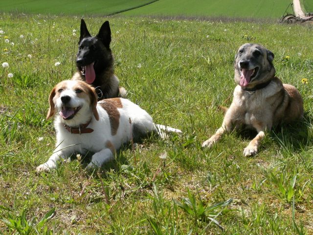garde chien 89100