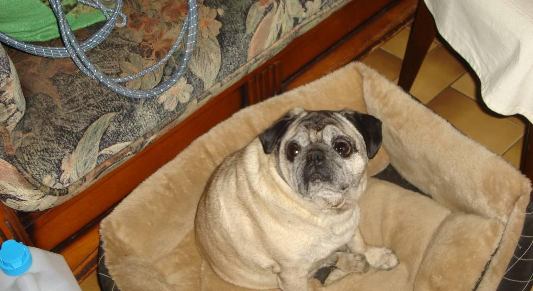 garde chien 89100