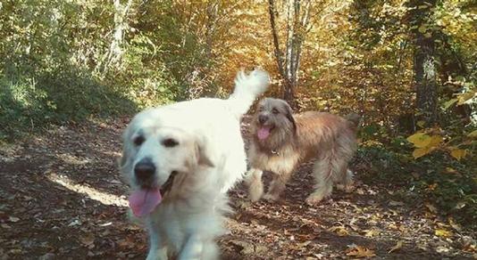 garde chien 89100