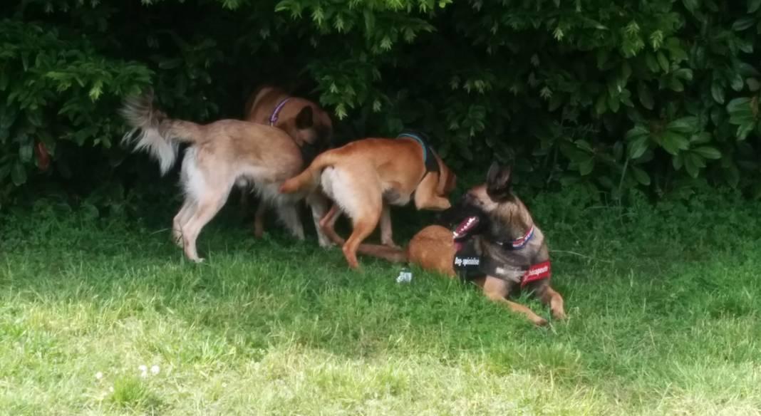 garde chien 94100
