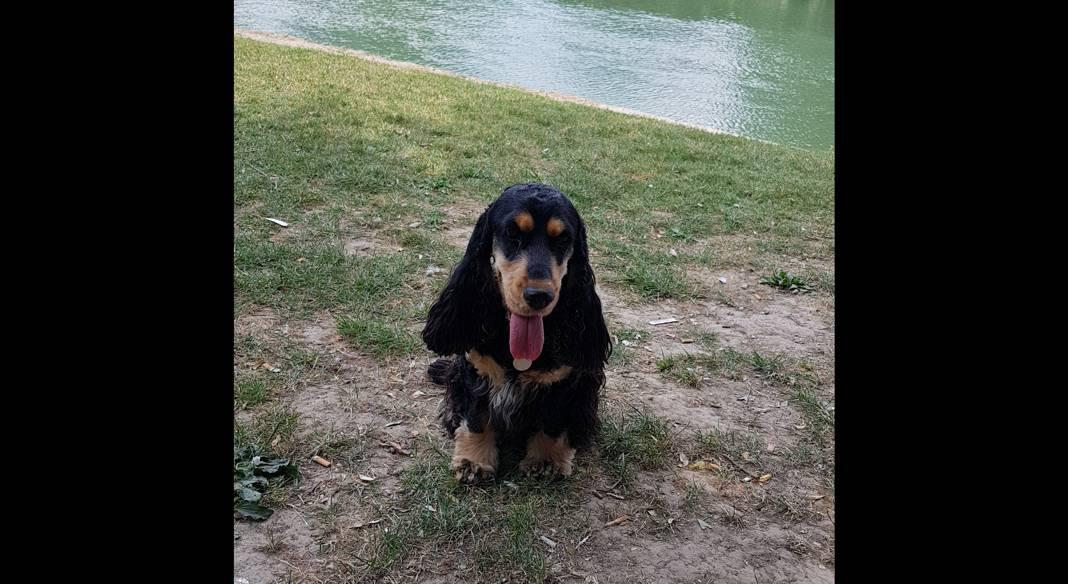 garde chien 94100