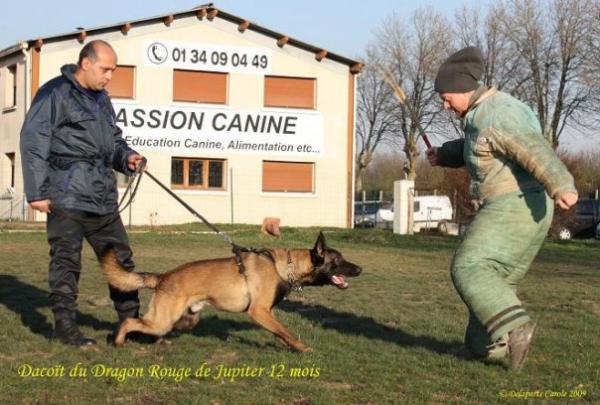 garde chien 95