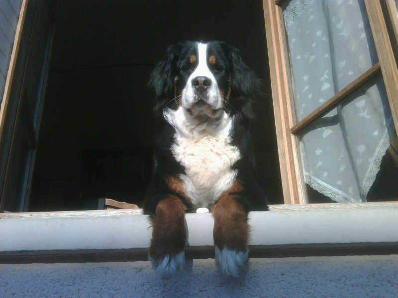 garde chien 95