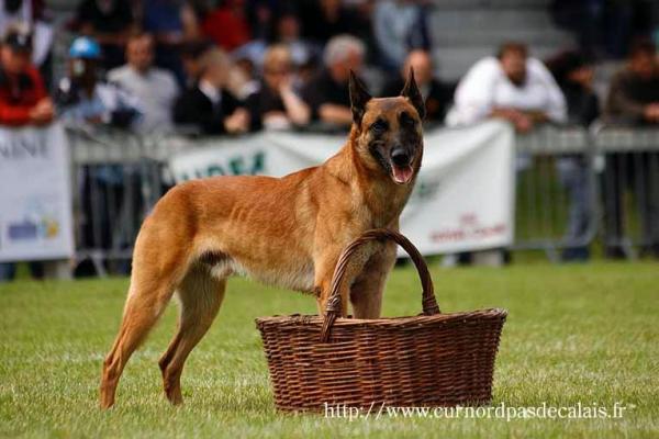 garde chien 95