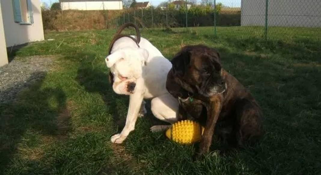 garde chien 95