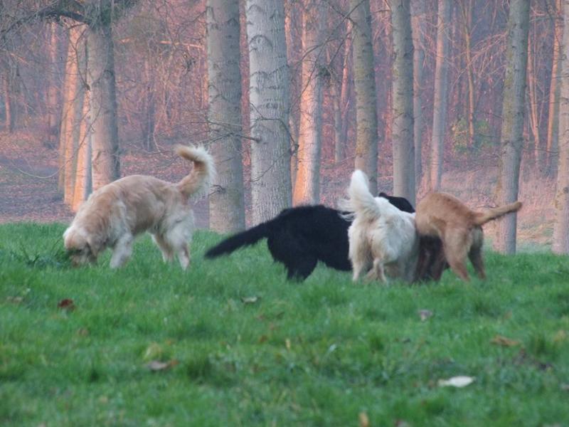 garde chien 95