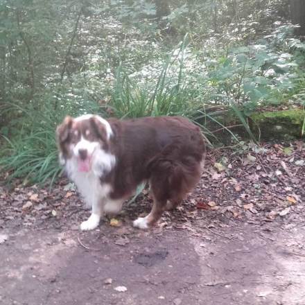 garde chien 95