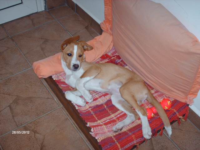 garde chien 97410