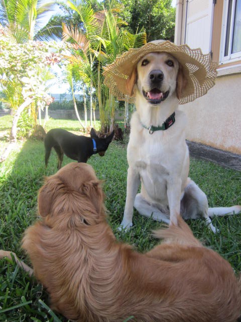 garde chien 97410