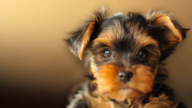 garde chien 97410