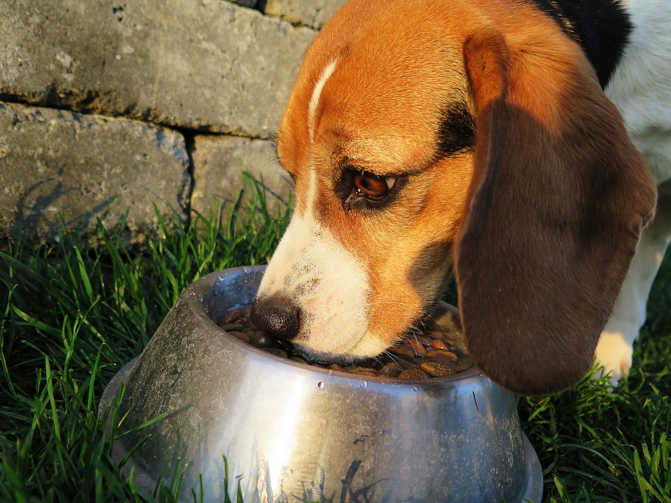 garde chien age