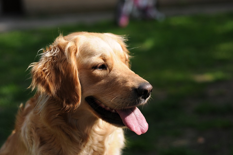 garde chien age