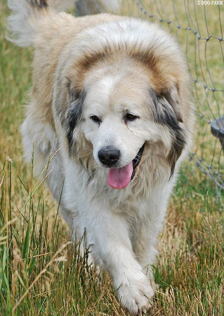 garde chien age