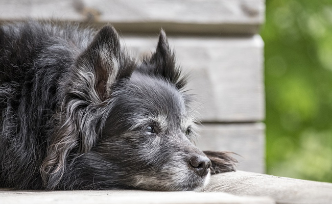 garde chien age