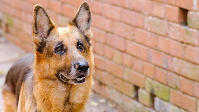 garde chien age
